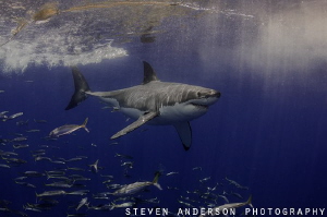 Just passing by!!!!! Great White Shark at Guadalupe Islan... by Steven Anderson 